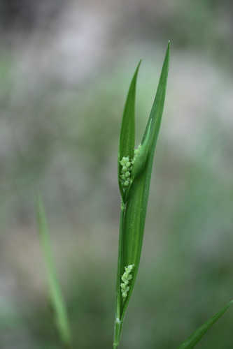 Carex kraliana #9